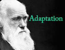 Adaptation